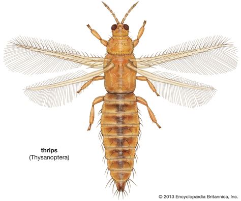 are there any insects similar to thrips